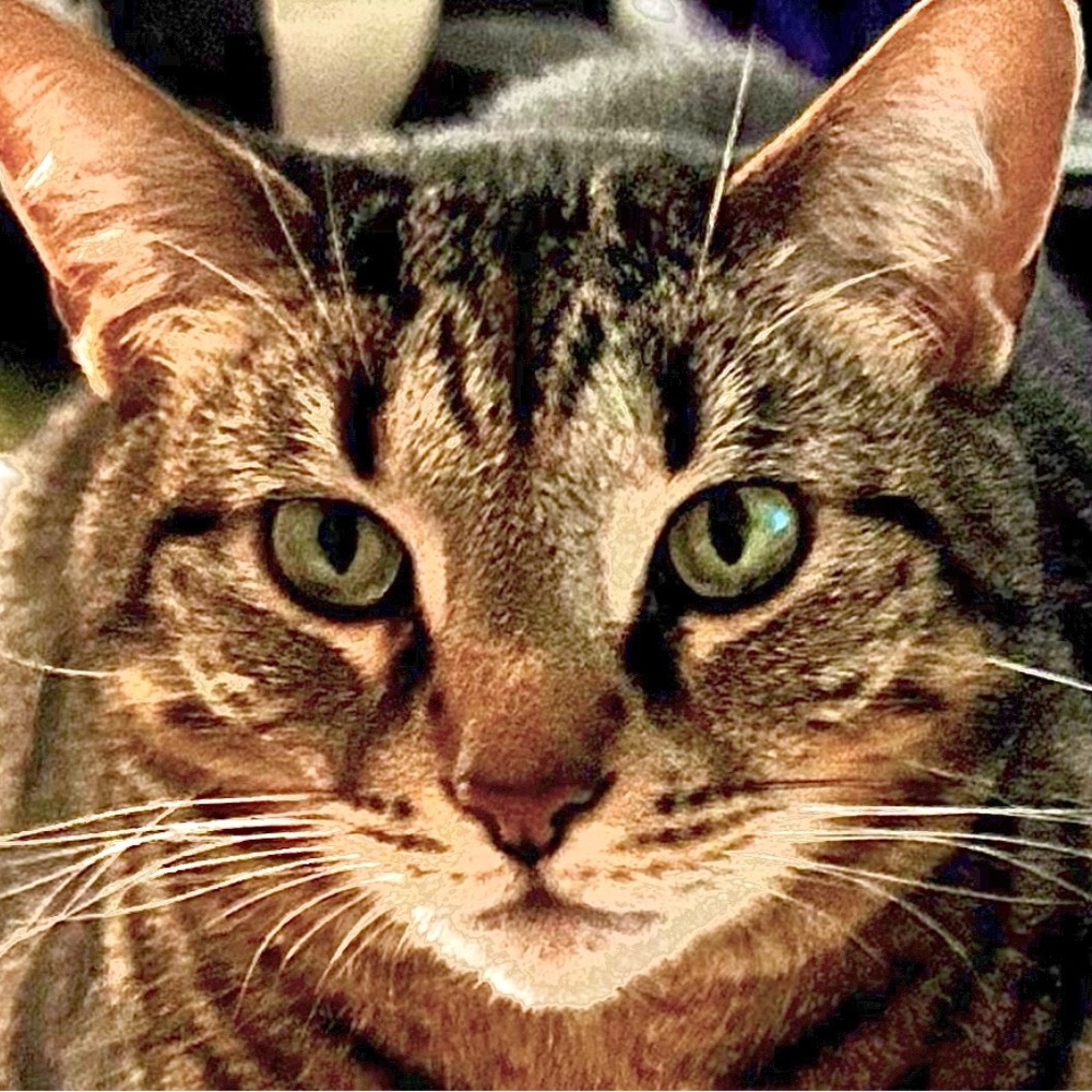 Meet your Posher, Annjavonwylde